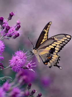 Butterfly Program